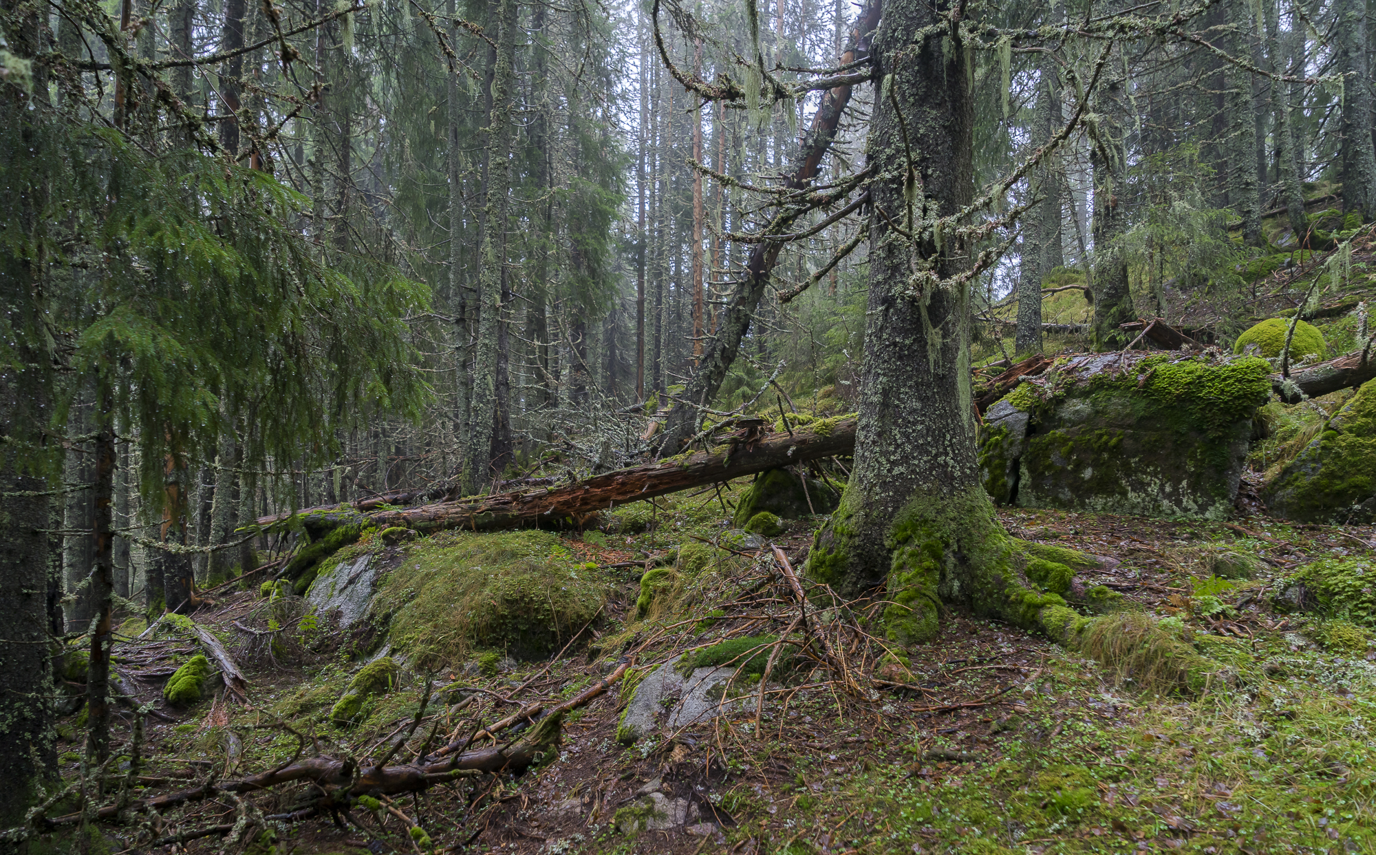 Old spruce from Norway Oslo Nordmarka Spålen-Katnosa natureservat